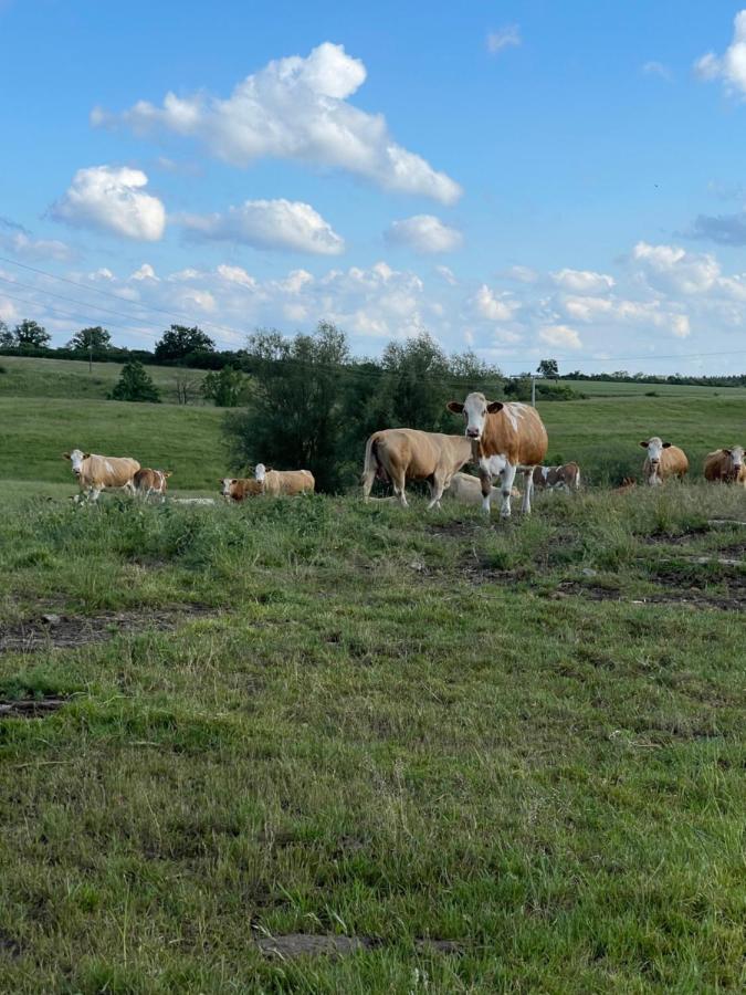 Naturnahes, Neu Moebl.Apartment, Hundefreundlich Neu Gaarz Kültér fotó