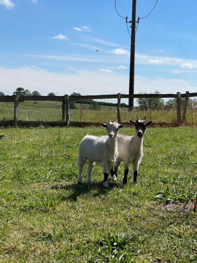 Naturnahes, Neu Moebl.Apartment, Hundefreundlich Neu Gaarz Kültér fotó